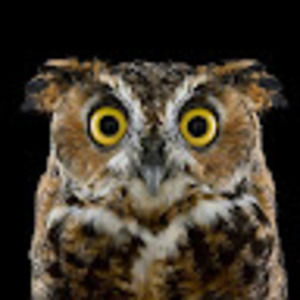 Meet your Posher, Dave